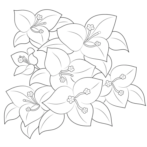 coloriage bougainvilliers ile des Embiez